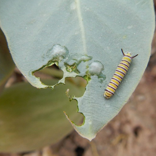 Milkweed Finder
