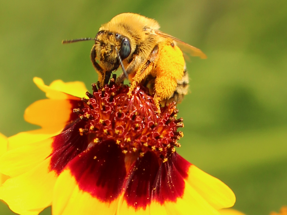 Who Are the Pollinators? | Xerces Society
