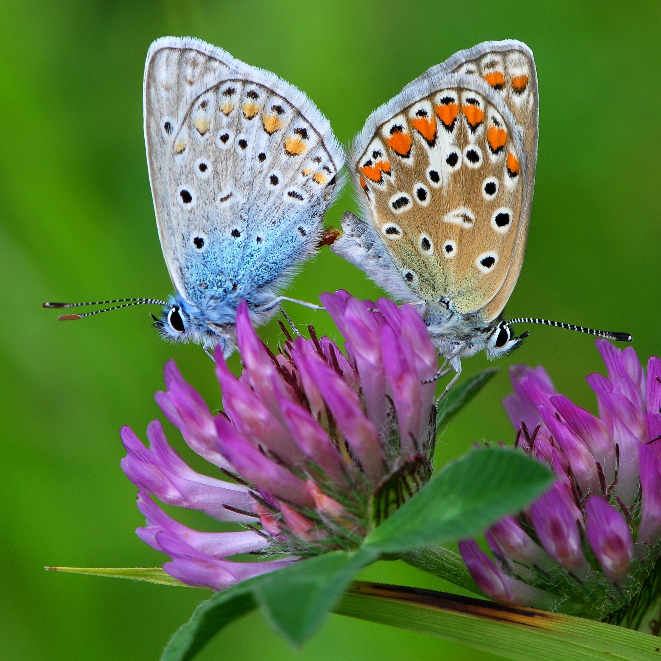 Two butterflies are joined end-to-end as they mate atop a purple clover flower.