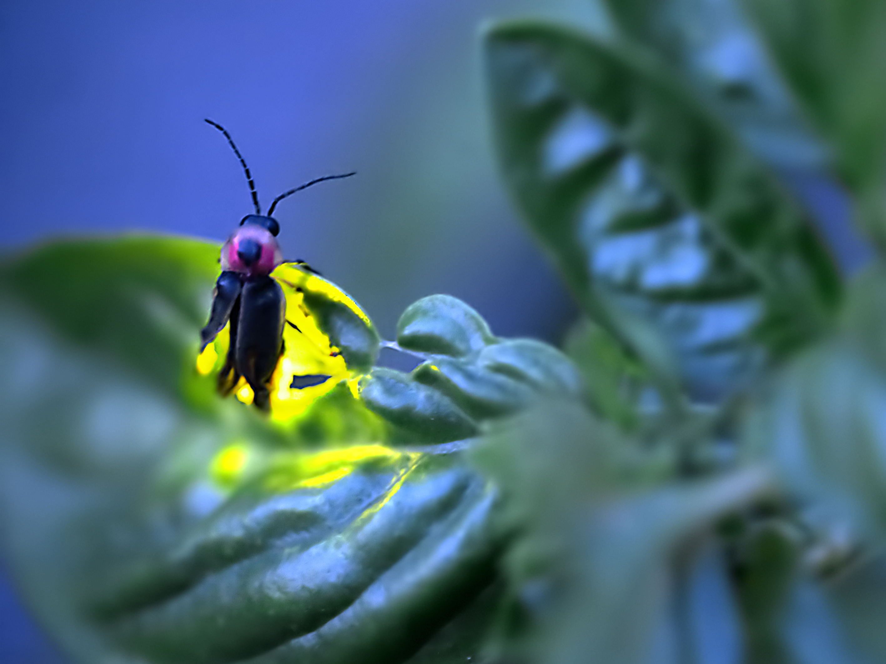 Beyond Fireflies: Bioluminescent Organisms - The National Wildlife