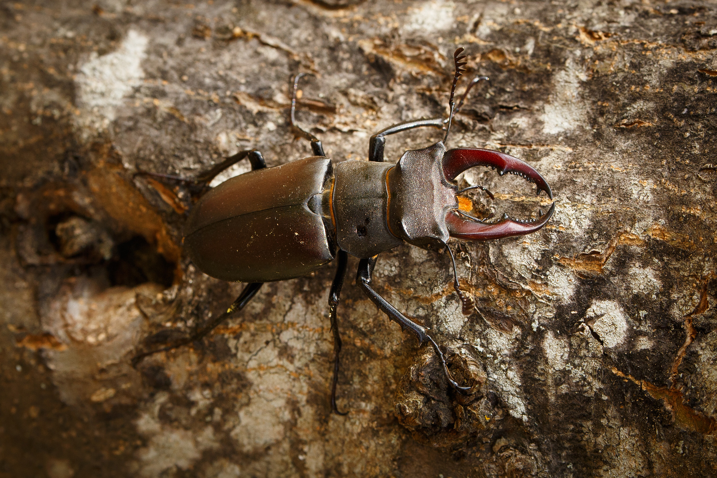 The European stag beetle can be up to 3 inches long. Males have massive "horns" that stick out in front of their head.
