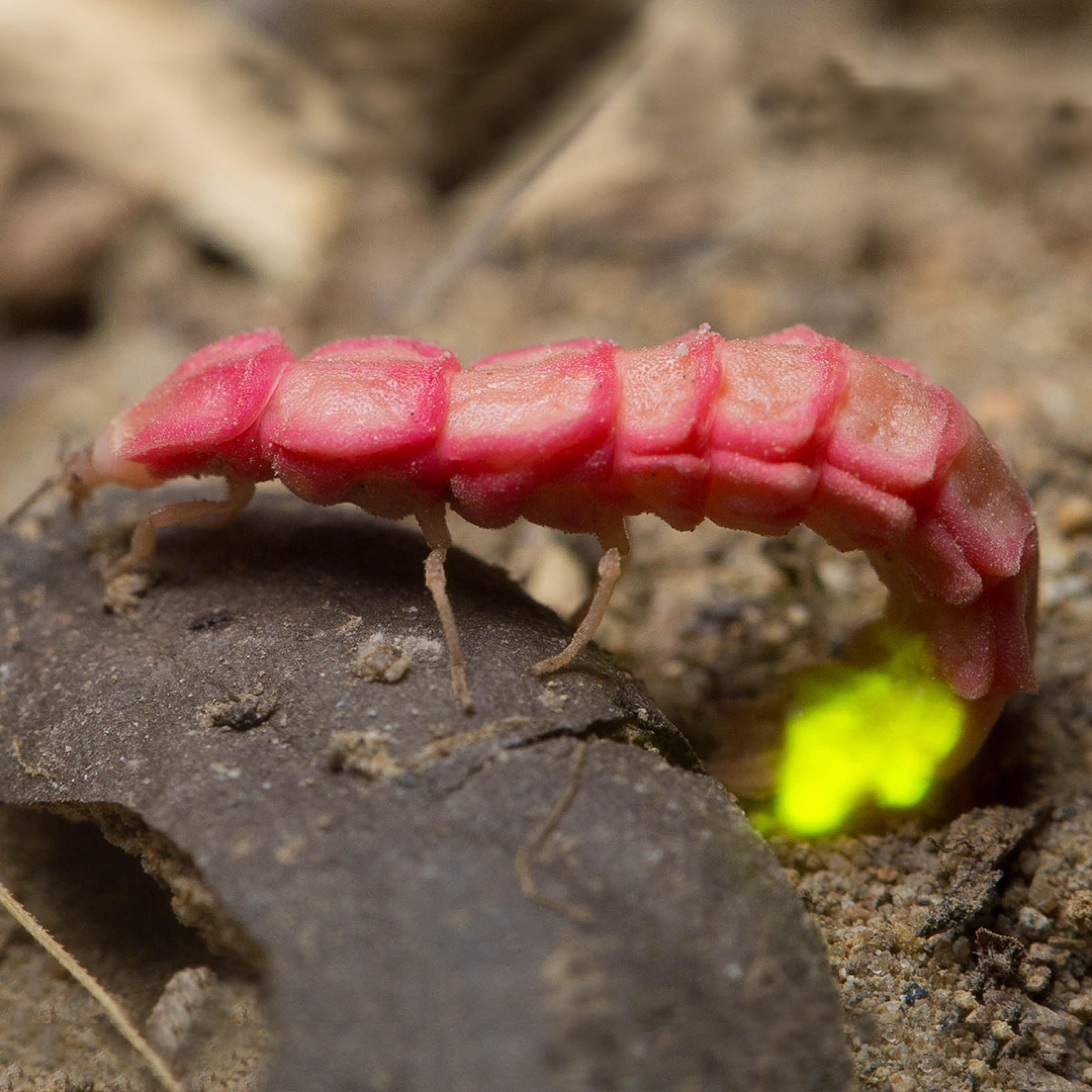 A pink, long, segmented insect (which looks somewhat like a gummy worm with legs) has a tail that is slightly curled under the rest of its body. The tip of the tail is glowing yellow-green.