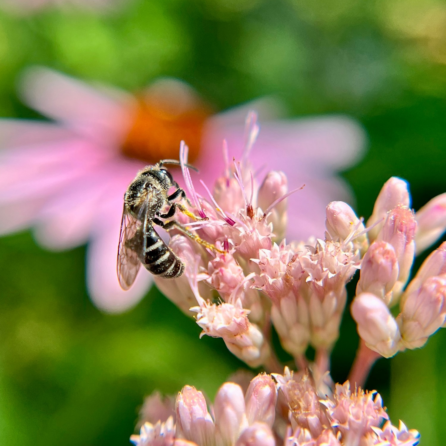 Buying Bee Safe Plants
