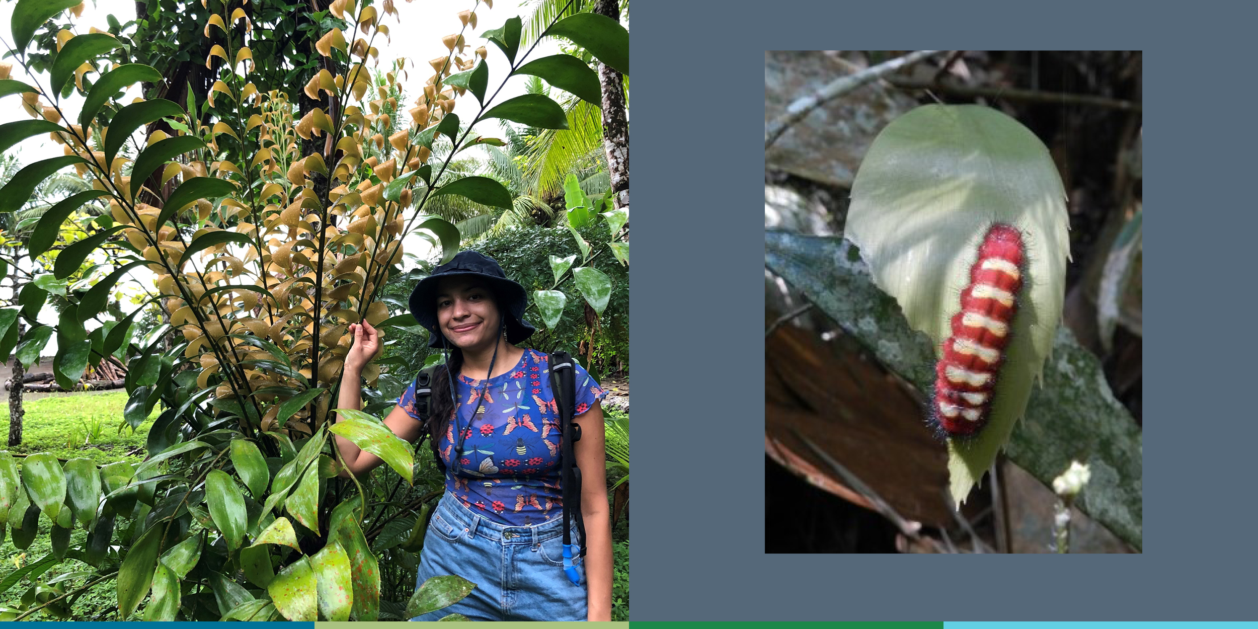This composite image shows, on the left, a smiling young woman standing beside a green and brown cycad bush and, on the right, a distinctively marked red and cream colored caterpillar