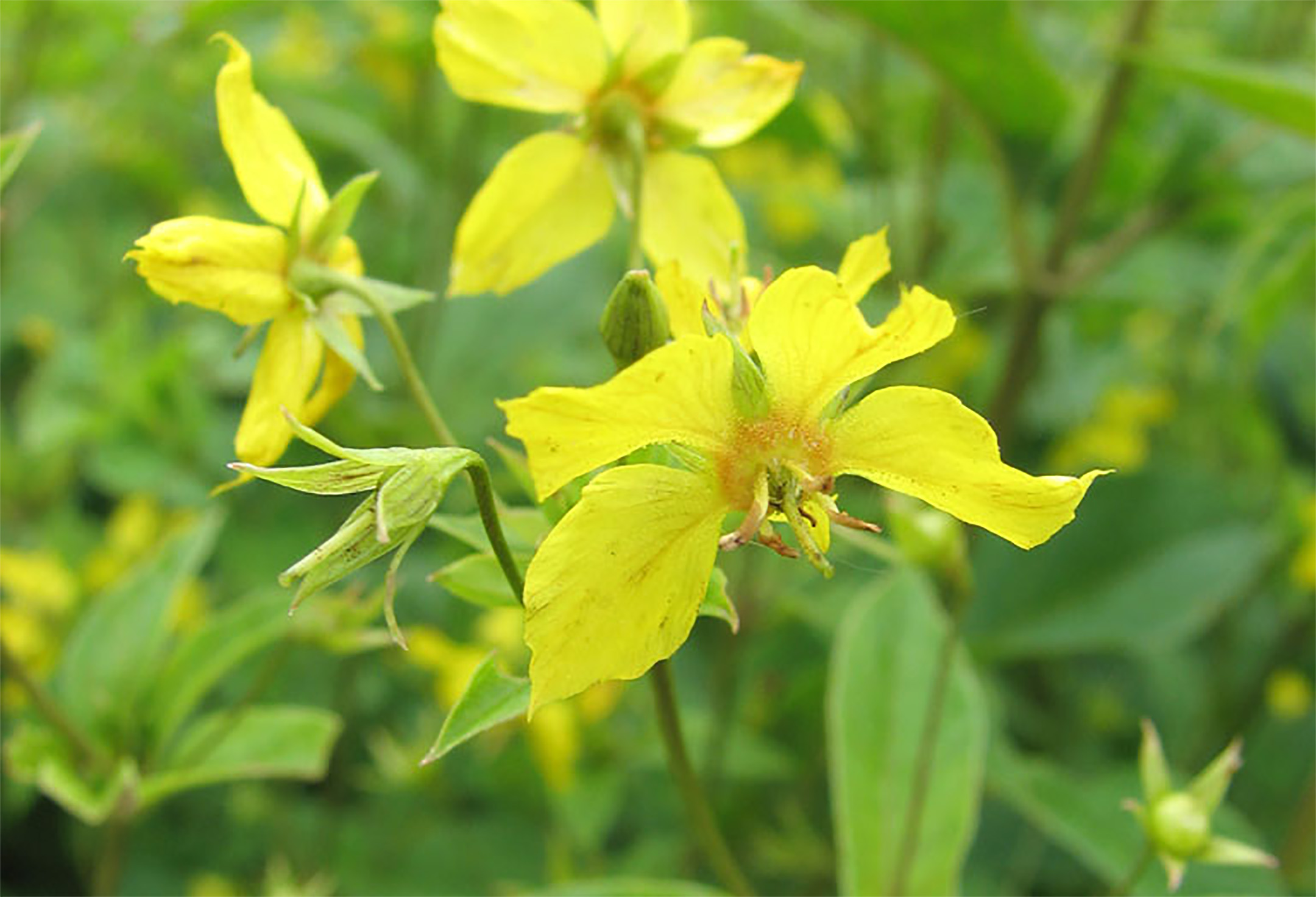 A close-up image of a group of yellow flowers. Each flower has 5 petals that spread wide to expose the center of the flower.