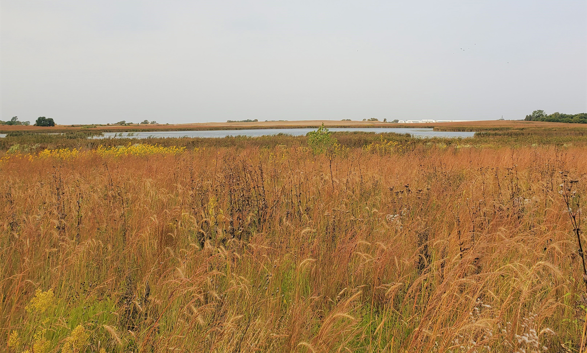 A water-filled prairie pothole wetland in the flat landscape of Iowa. In the foreground is the long grass and flowers of a restored prairie habitat.
