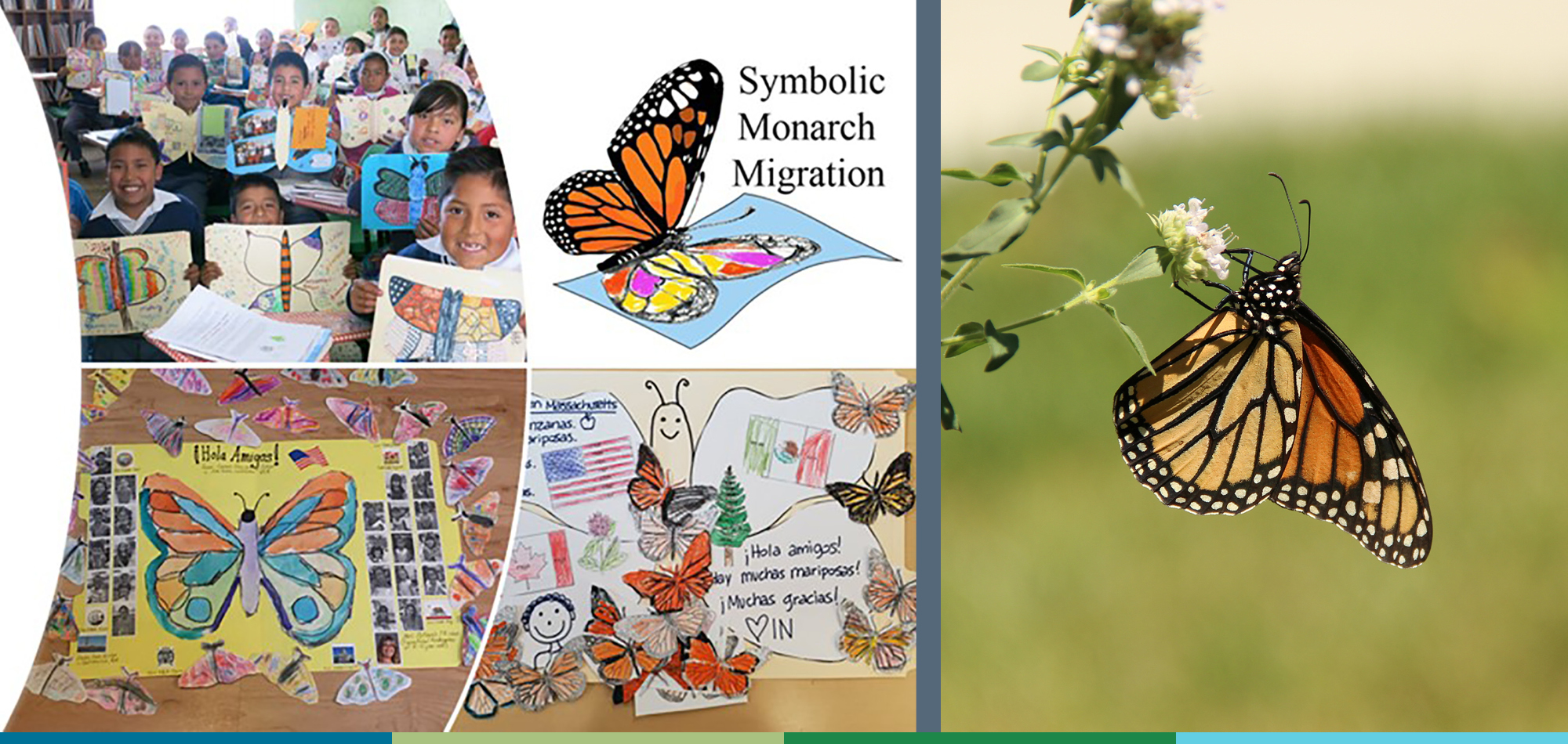 A composite image: On the left is a photo of children holding up drawings of butterflies; on the right is an orange-and-black monarch butterfly on a small white flower