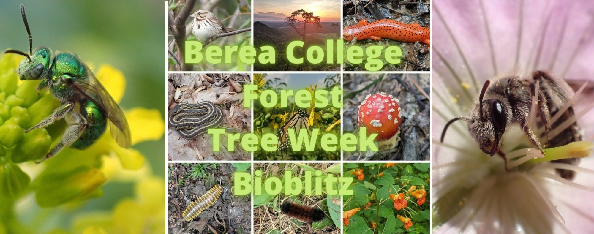 A promotional image for campus-wide competition to identify as many pollinators as possible during a defined period. The image includes photos of different bees and other animals.