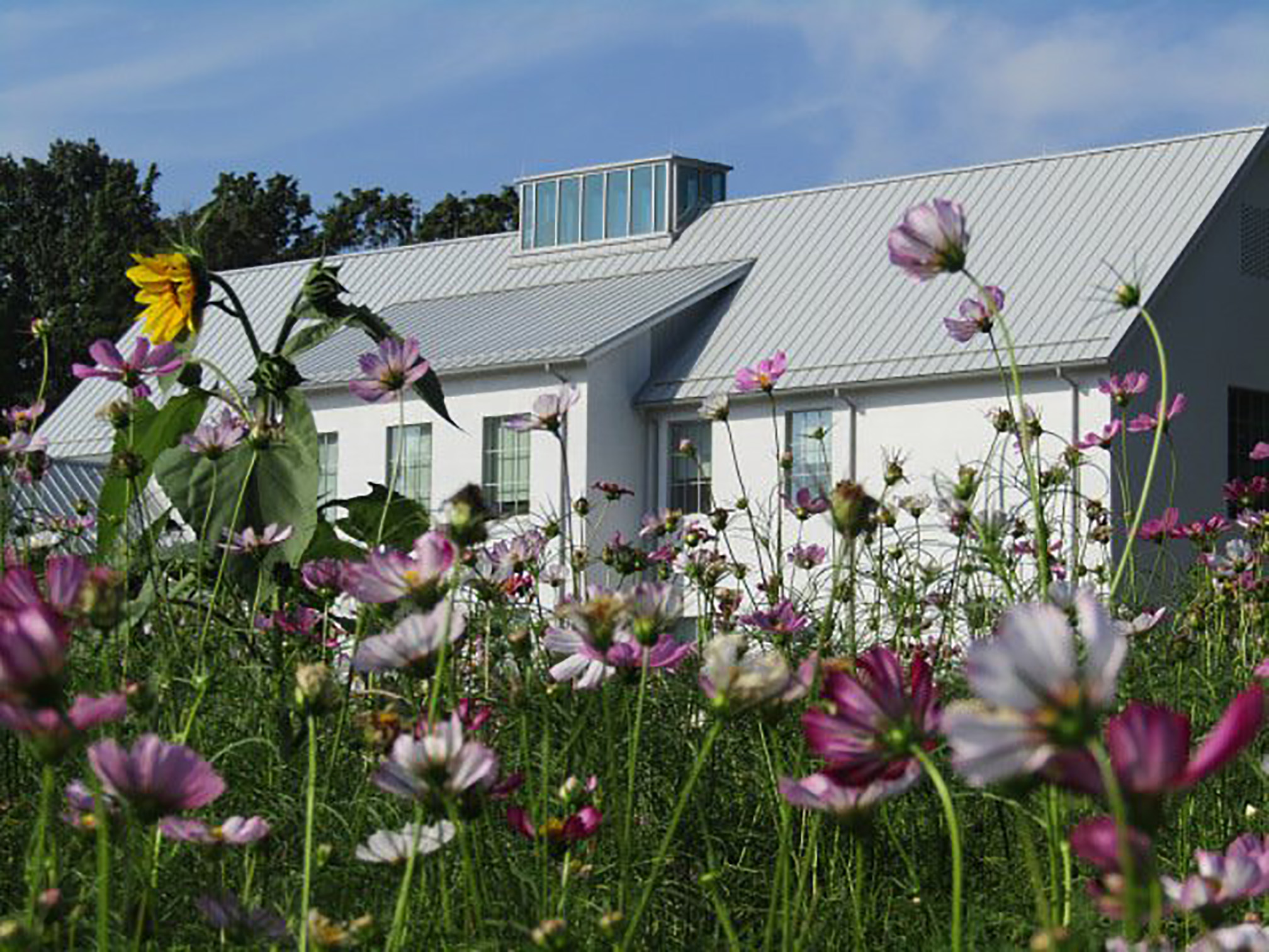 A massed planting of pink and white cosmos flowers fills the area in front of a white-painted building