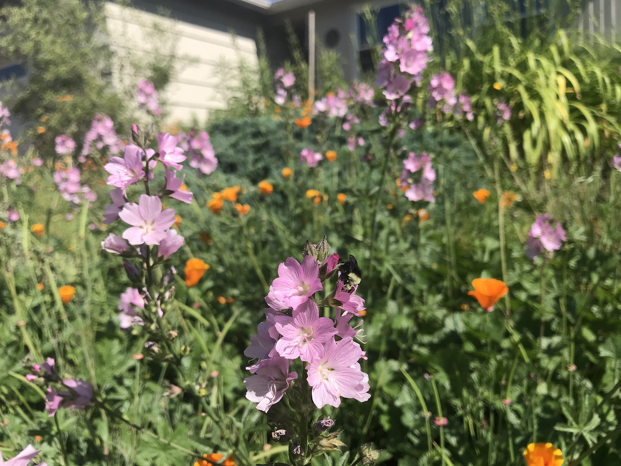 several tall spikes of pink checkermallow flowers stand among a scattering of golden-orange flowers of California poppy in this garden. In the foreground, a bumble bee with a yellow head forages on a checkermallow