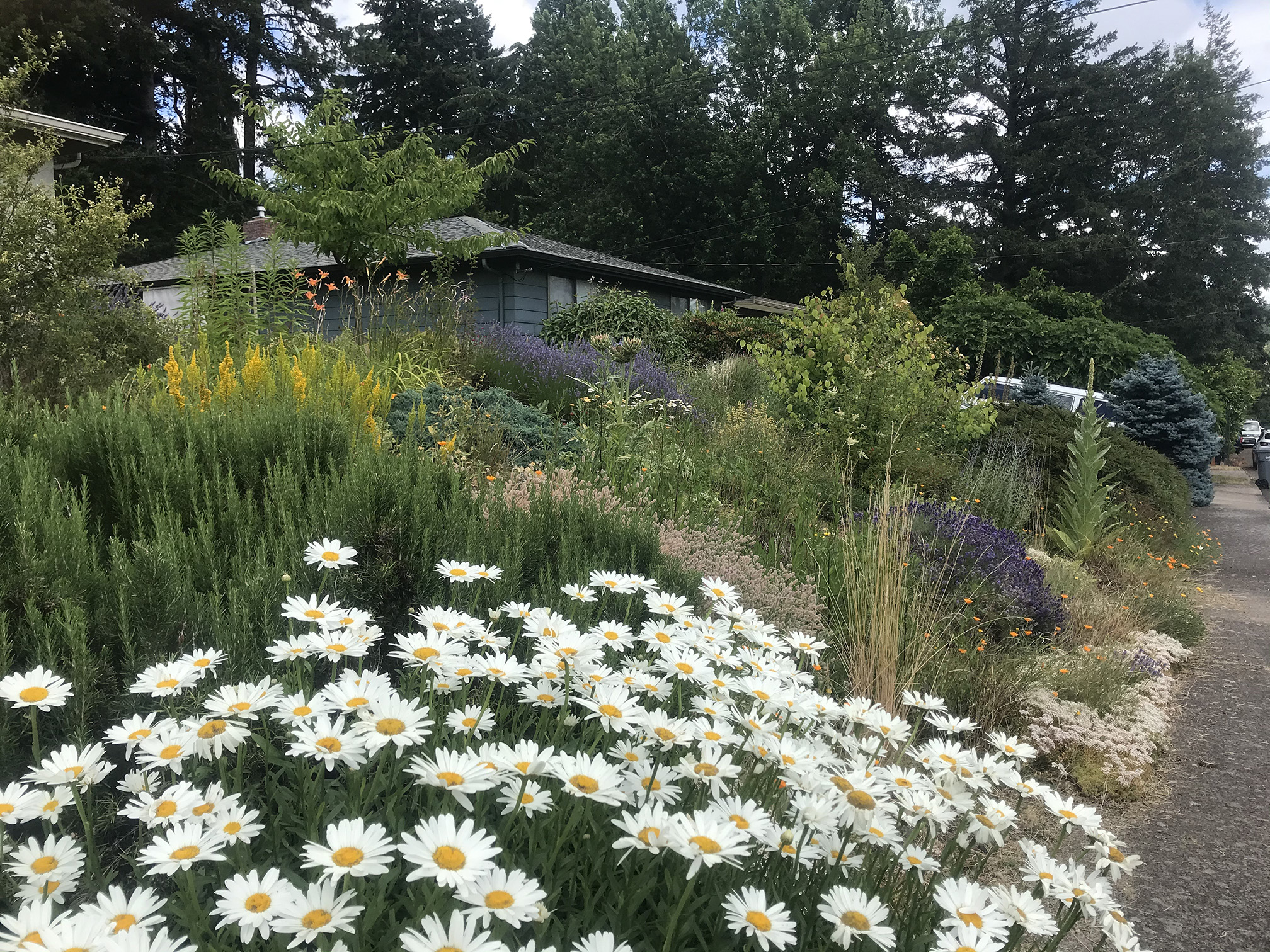A urban garden full of flowers. In the foreground are daisies, with white petals around a yellow center. Beyond those are yellow goldenrod and purple of English lavender,