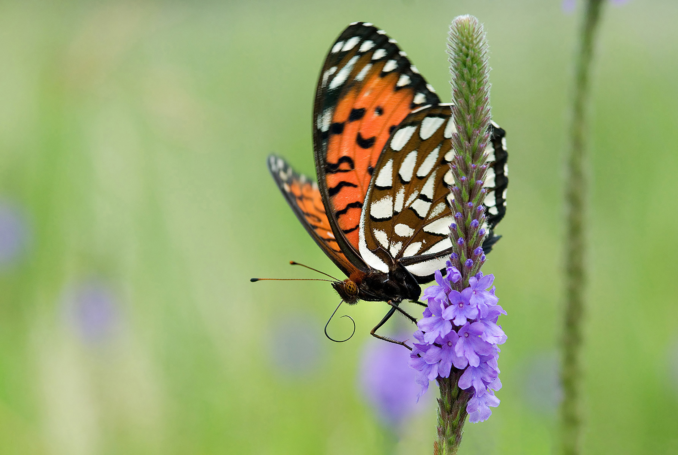 A butterfly rests with its wings slightly open on a tall purple flower. The forewings are orange, with black markings an a row of white spots along the margin. The hindwing is brown and covered in white blocks that are triangular or rectangular