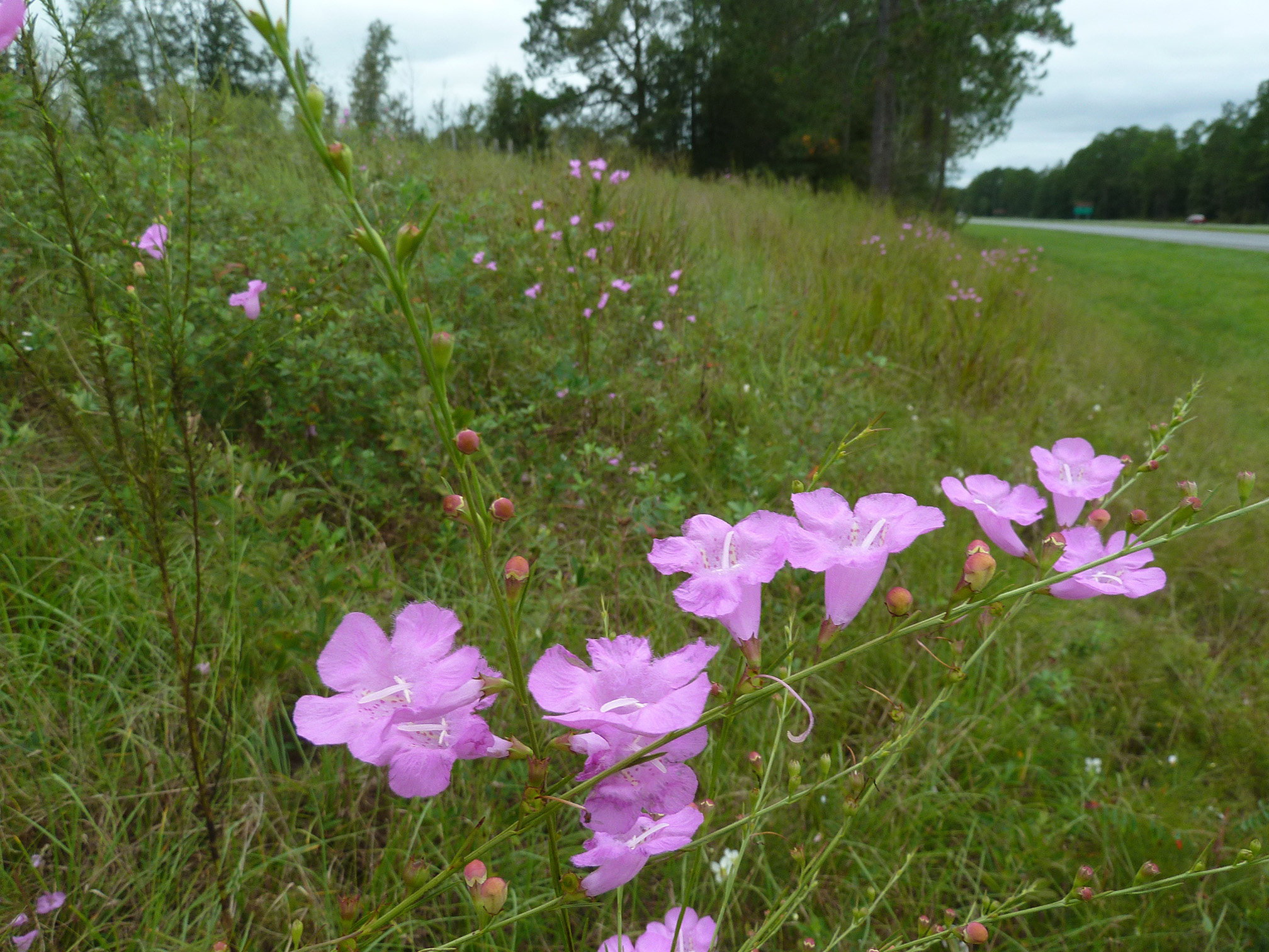 Groups of pink, bell-shaped flowers grow among long green grass. In the distance, cars pass by on a road