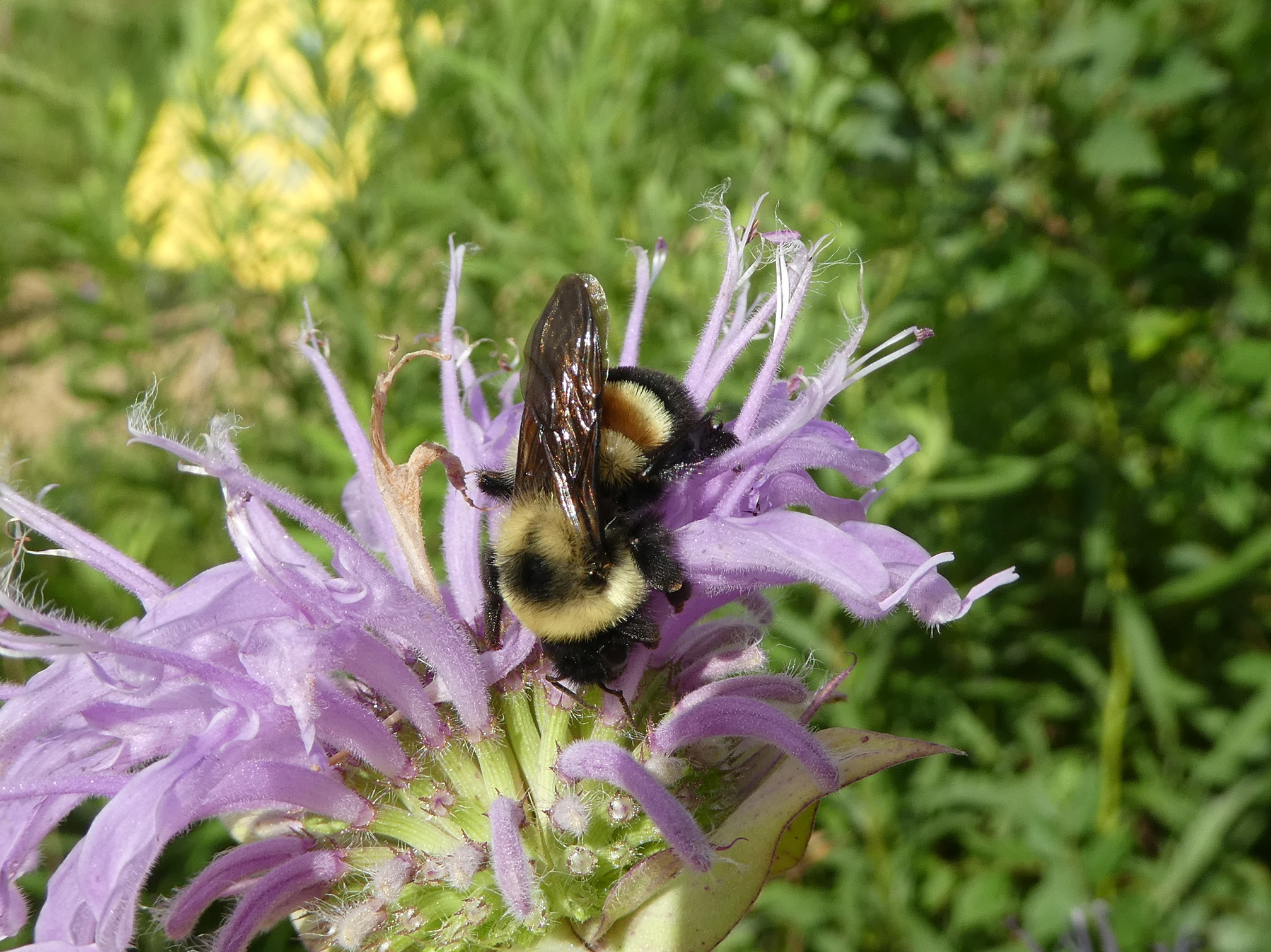 A bumble bee on a purple flower. The plant has long tubular flowers, and the bumble bee has to work hard to reach the nectar. The bumble bee has yellow and black stripes, and a distinctive rusty-brown patch on its back. 