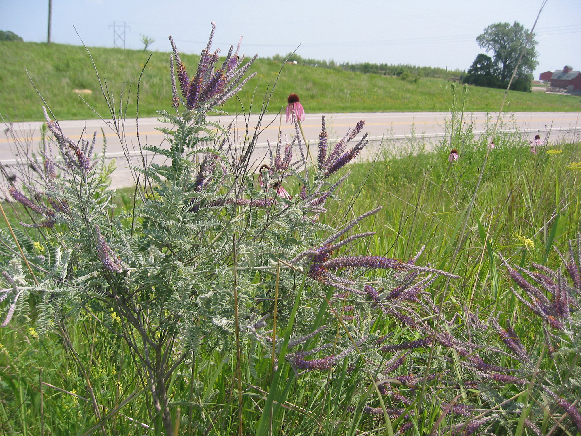 Wildflowers grow beside a quite rural road. The most abundant plant has small gray-green leaves that grow on horizontal branches and a clyster of long, narrow spikes of dark purple flowers at the top of the stem