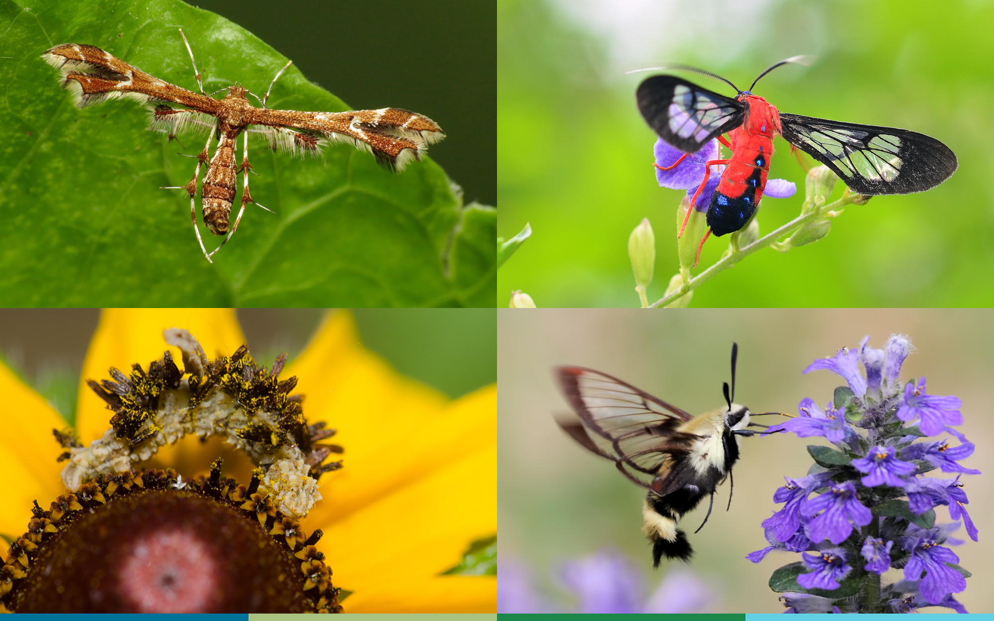 A composite image of four photographs. The moth on top left has narrow wings held in a T-shape and patterned in brown and white. On the top right, the moth has a bright red and black body and wings that are transparent with black markings. On the lower right, the moth is pale brown and black and is hovering in front of a purple flower. On the lower left is a caterpillar that has stuck pieces of the flower to itself to hide as it eats.