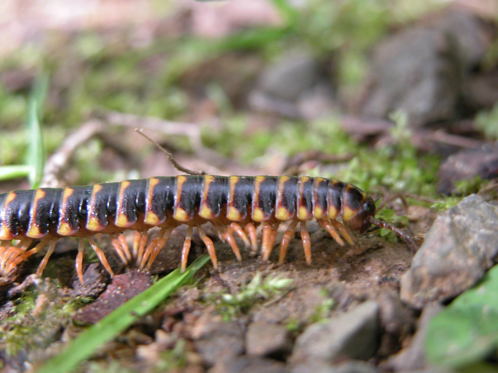 A close up photo of a millipede. The long body of the millipede stretches across the photo. Each body segment is black, with yellow along the rear edge, and has two pairs of legs. The legs can be seen to lift in sequence as the millipede walks toward the right.