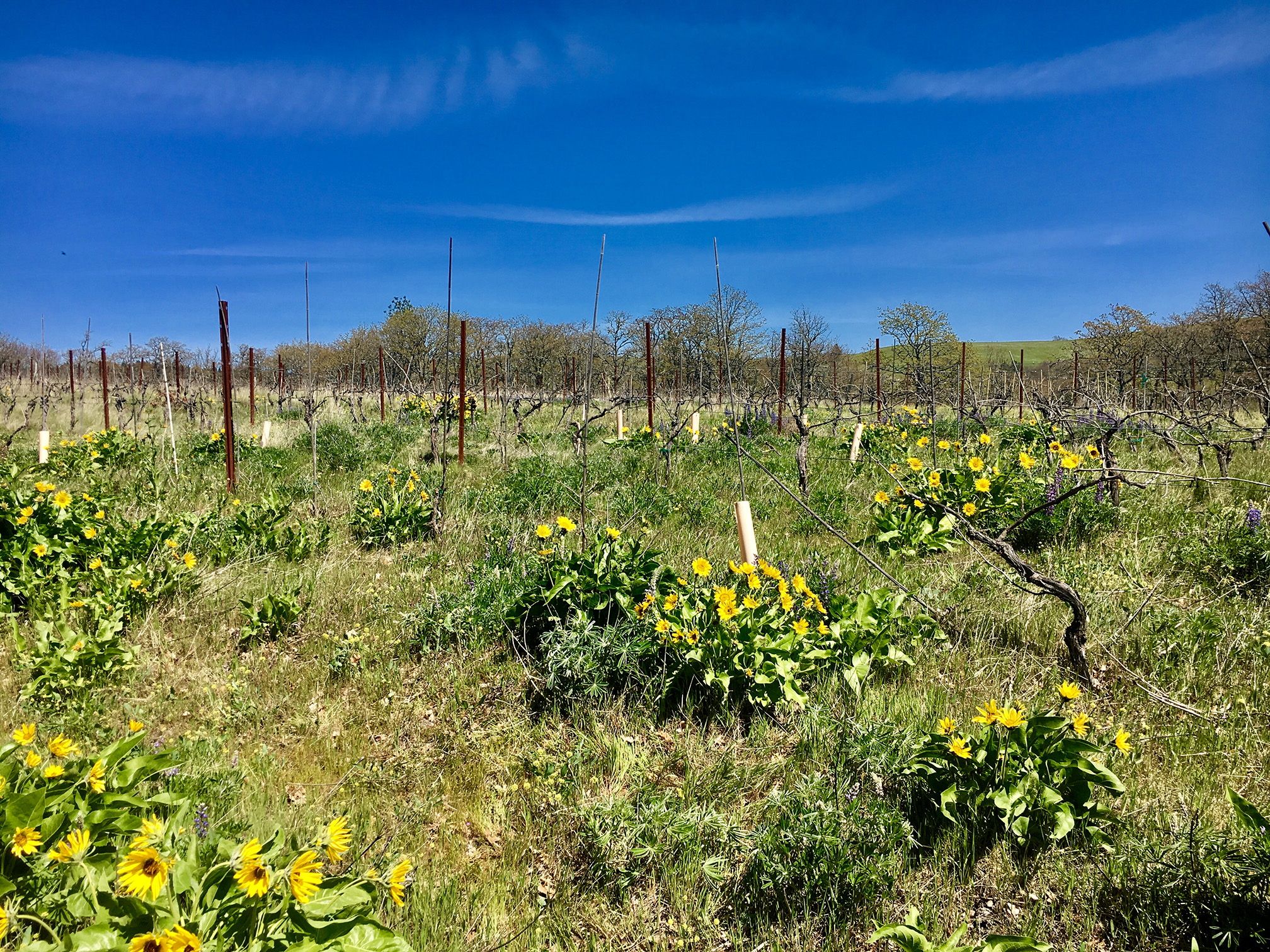 Under a clear blue sky, the bright yellow flowers of balsamroot show between the vines in this vineyard.