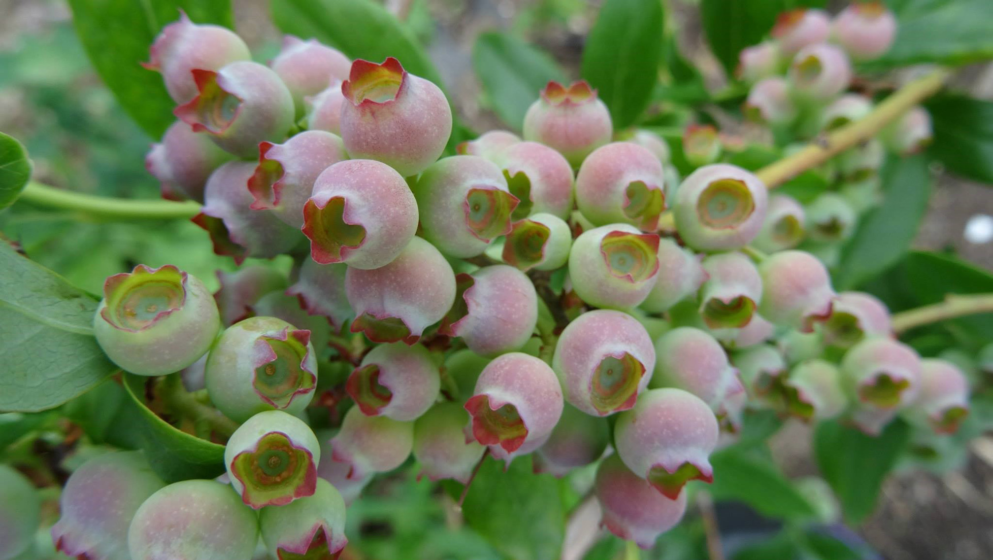 A group of several dozen blueberries still ripening on the bush. The berries are round and plump, but not yet ripe. They are green and pink, with a the remains of the flower showing as a wavy, dark red fringe on each berry.