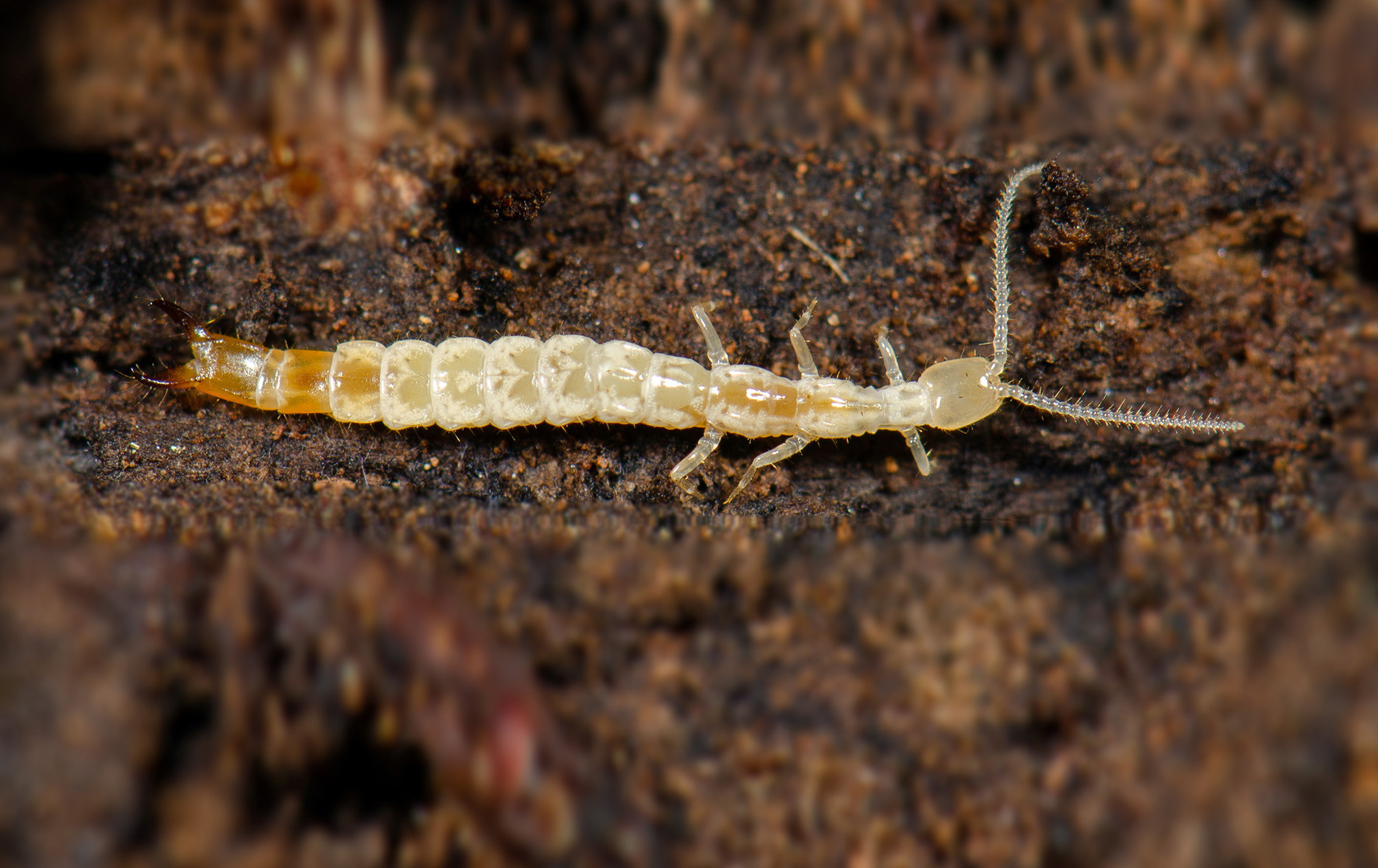 A soil insect called a dipluran. It has a very thin, segmented body and six legs. On its head are two long antennae, and at its rear end are a pair of pincers. The body is very pale in color, almost white, except for the pinchers which are brown.