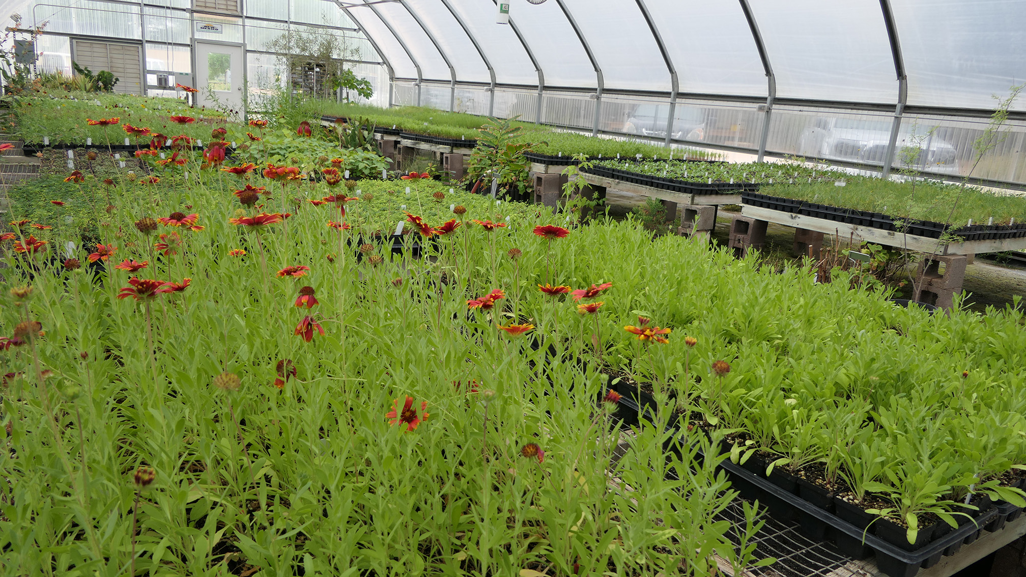 Inside a greenhouse, thousands of plants are growing in rows of trays. The greenhouse has a gray metal frame supporting translucent panels. The roof arches above the plants. The plants are all small, just the early growth of leaves, except for one block of plants in the foreground that are taller and have red flowers.