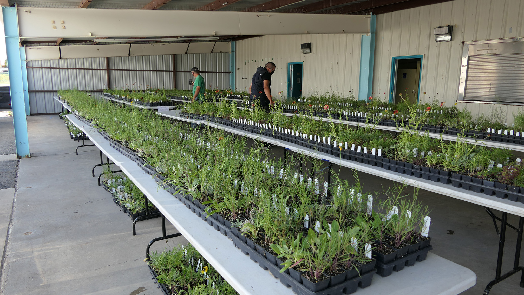 A photograph showing thousands of small plants in trays on tables waiting to be collected. The plants are mostly green leaves, but some have red flowers. The trays are black and each row of plants has a white label. There are four rows of tables stretching down the length of an open-sided barn. Two people, one in a black shirt, the other a green one, are looking at the plants.