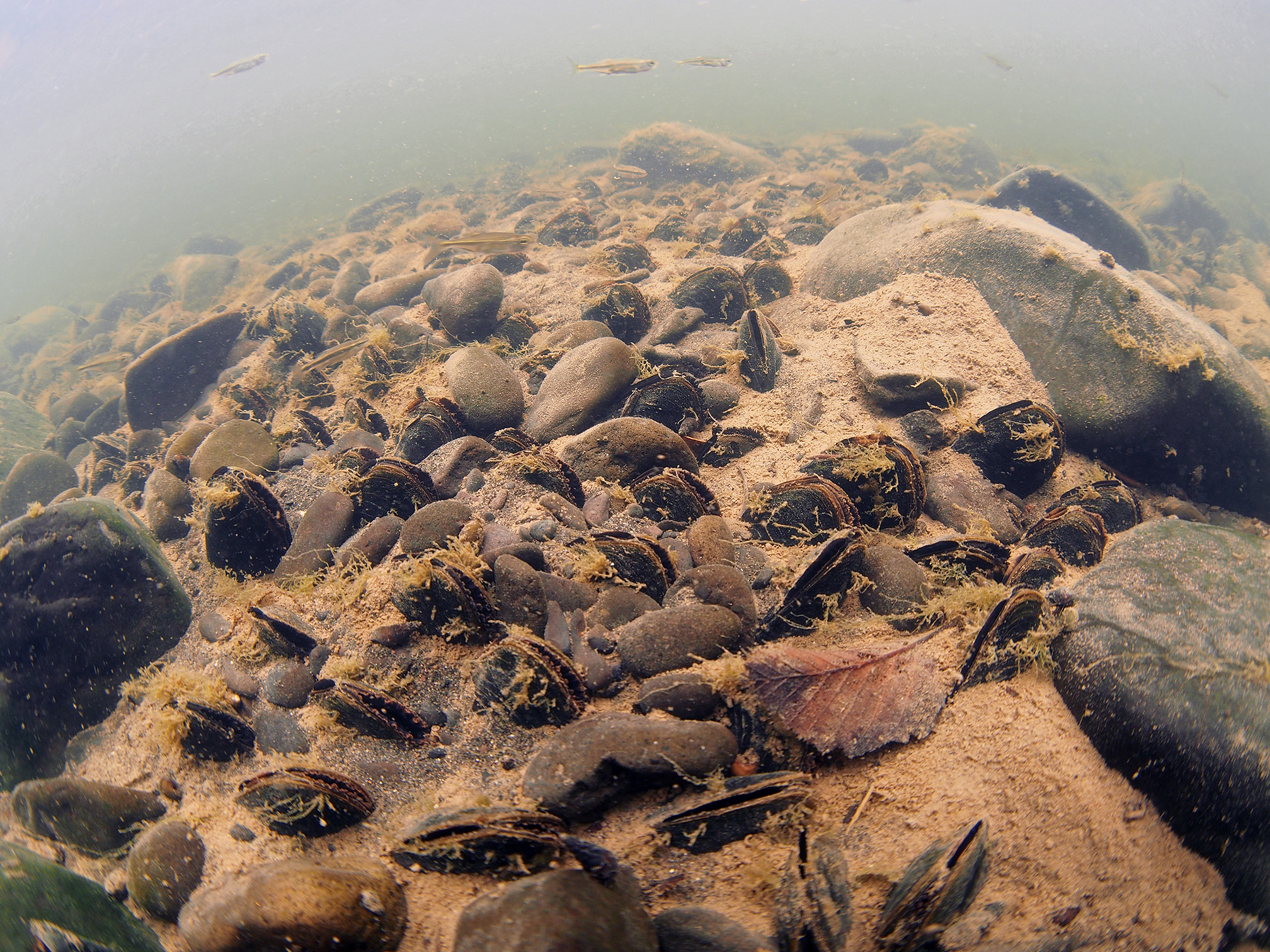 An underwater photo showing the bottom of a river and above it in the hazy water small brown fish. The river bottom is made of dark, rounded rocks, some large, some small, surrounded by pale brown sand. In the sand can be seen dozens of freshwater mussels. The mussels are oval shaped and very dark, almost black. The two halves of their shells are slightly open, showing the paler, soft flesh of the animal.
