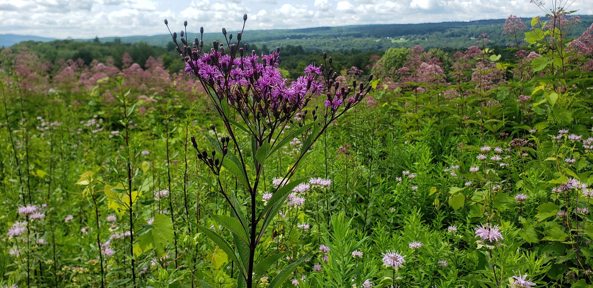 meadows of flowers