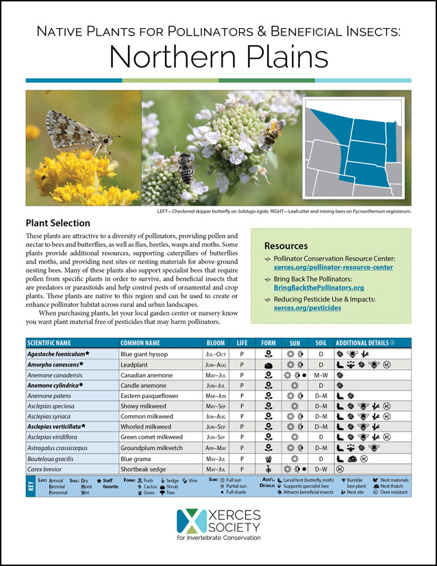 Native Wildflowers of Maine Flower Identification Poster / Flower ID Guide