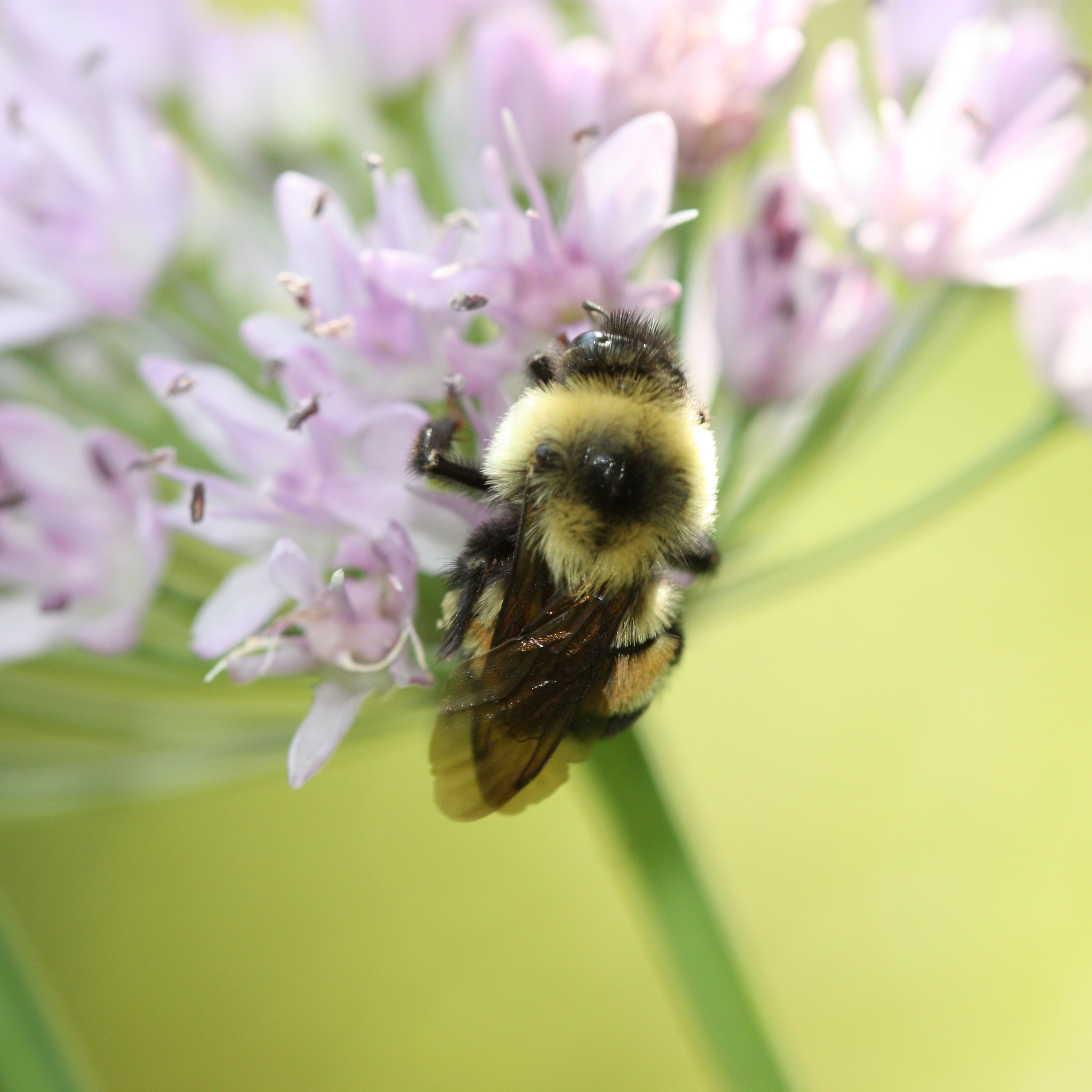 A fuzzy, black and yellow bumble bee with a reddish-brown patch on its back clings to a cluster of pale purple flowers.
