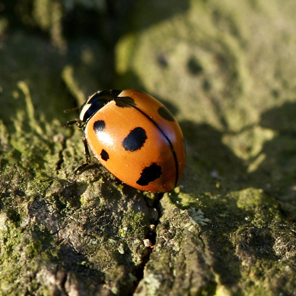 A bright orange-red lady beetle (ladybug) sits on a mossy log.
