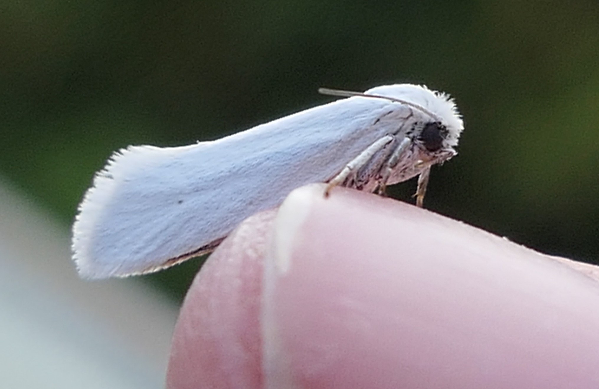 The Night Shift: Moths as Nocturnal Pollinators | Xerces Society