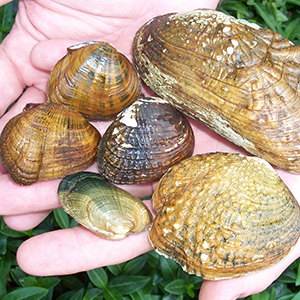 A wide variety of shells, in different shapes, sizes, and colors, are held in a person's two hands.