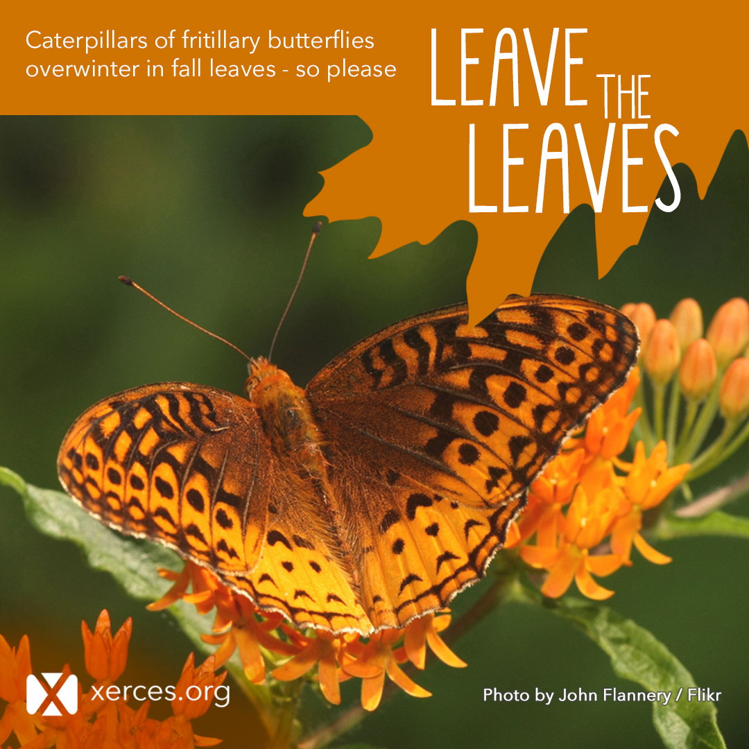 A beautiful, orange and brown butterfly spreads its wings in this Leave the Leaves! graphic.