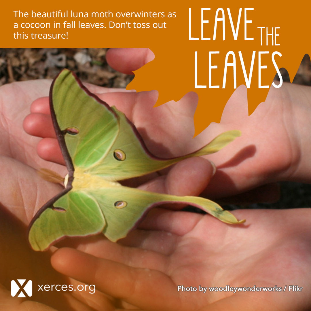 A bright green luna moth is shown in this Leave the Leaves! graphic.