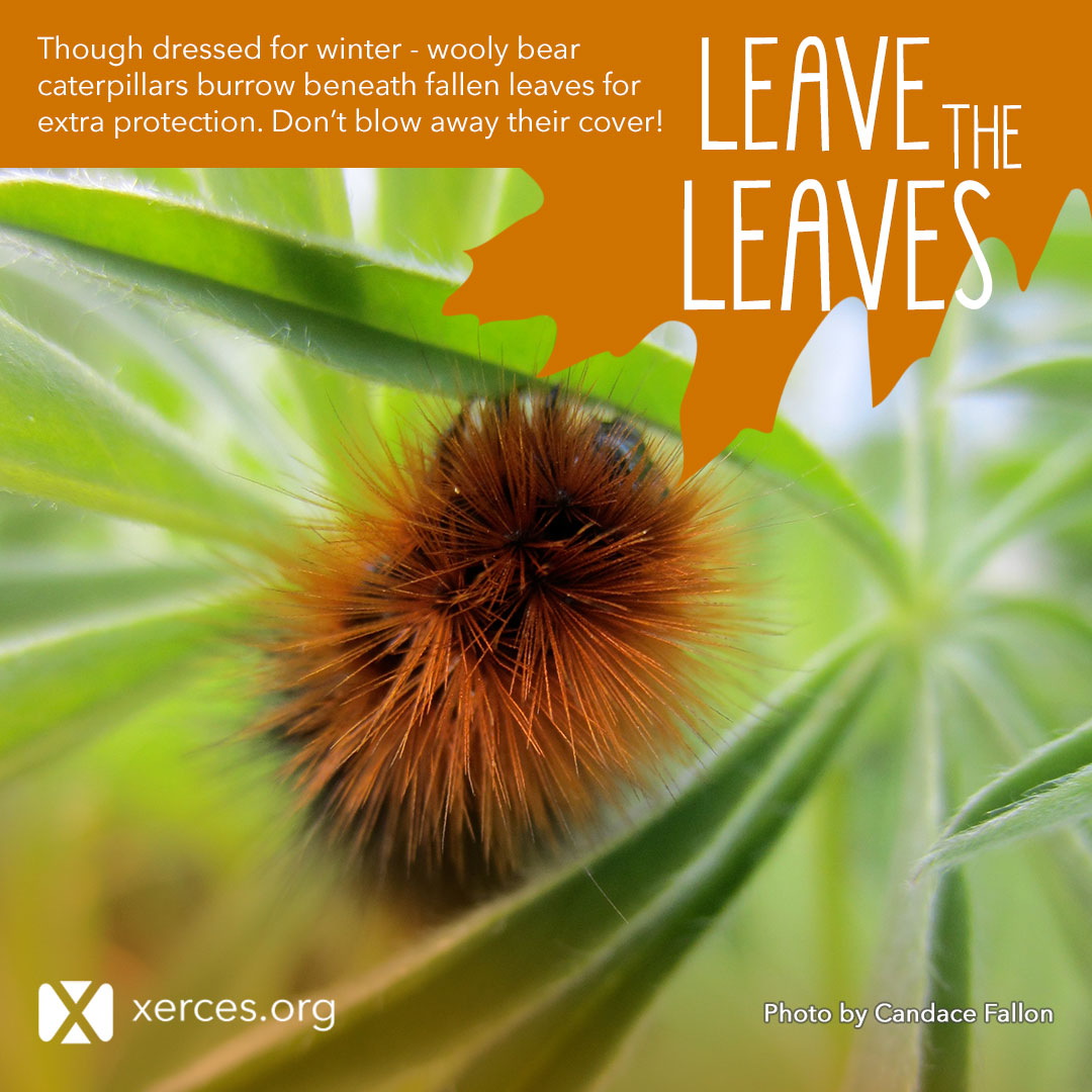 A fuzzy, orange and black wooly bear caterpillar is shown in this Leave the Leaves! graphic.