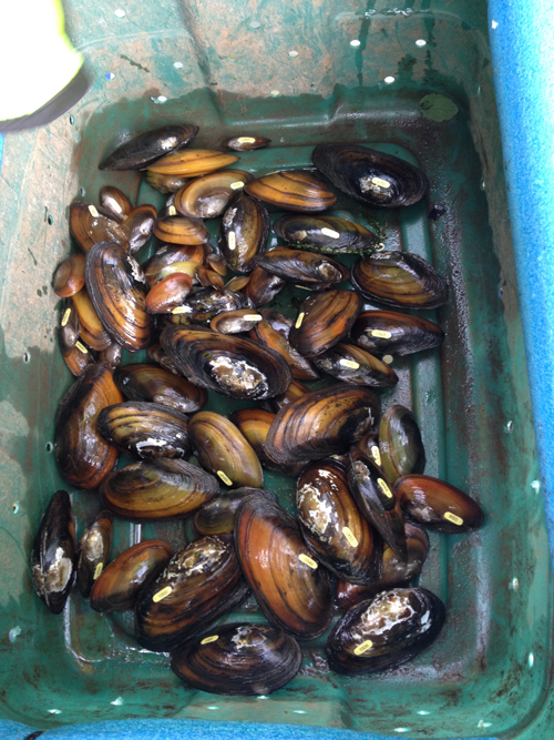 These mussels will be getting a new home out of harm’s way. Valuable filter-feeders, mussels are some of the most at-risk animals in the United States. Photo Sarina Jepsen / Xerces Society