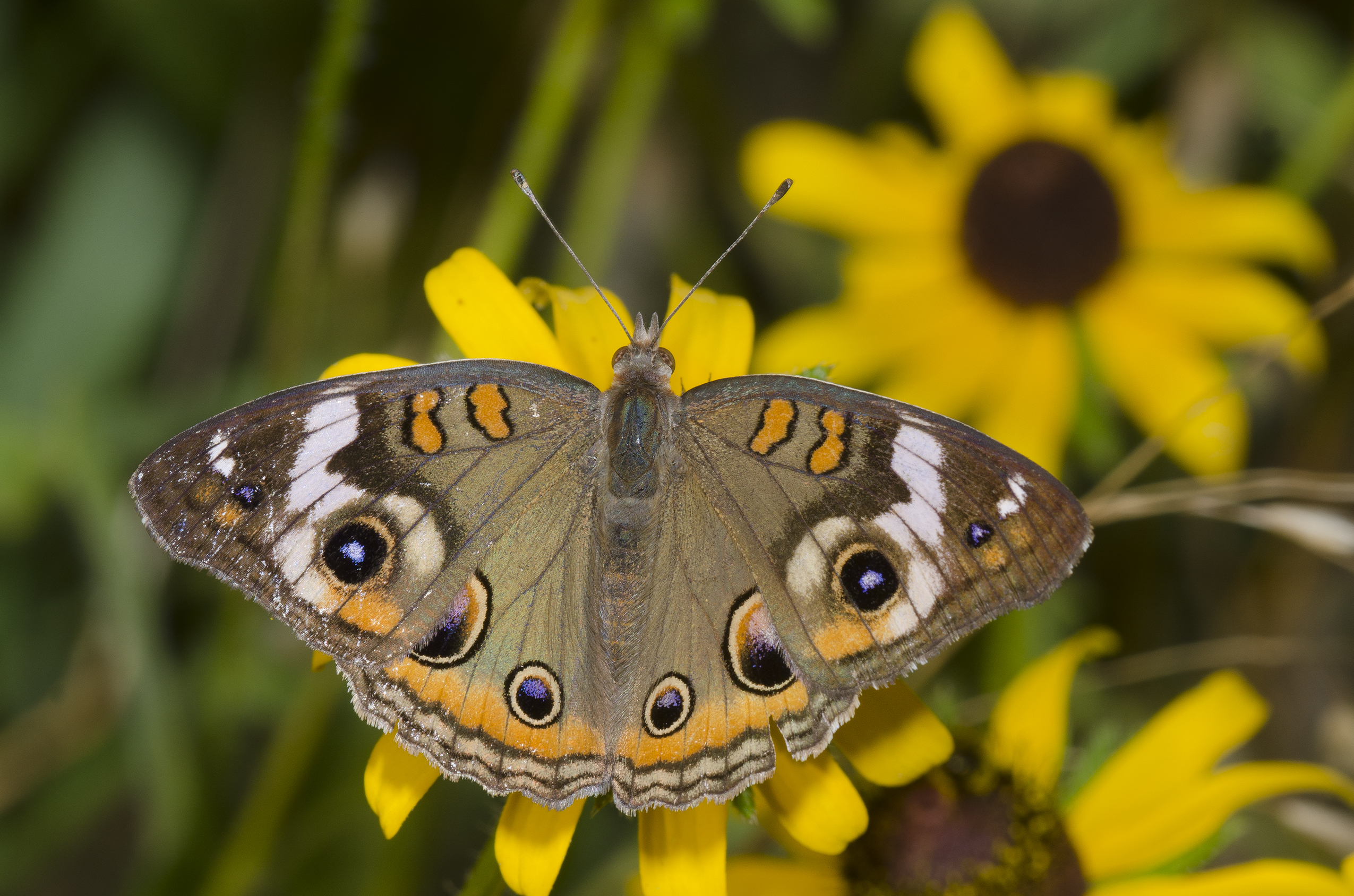 Buckeye butterfly on black eye susan flower