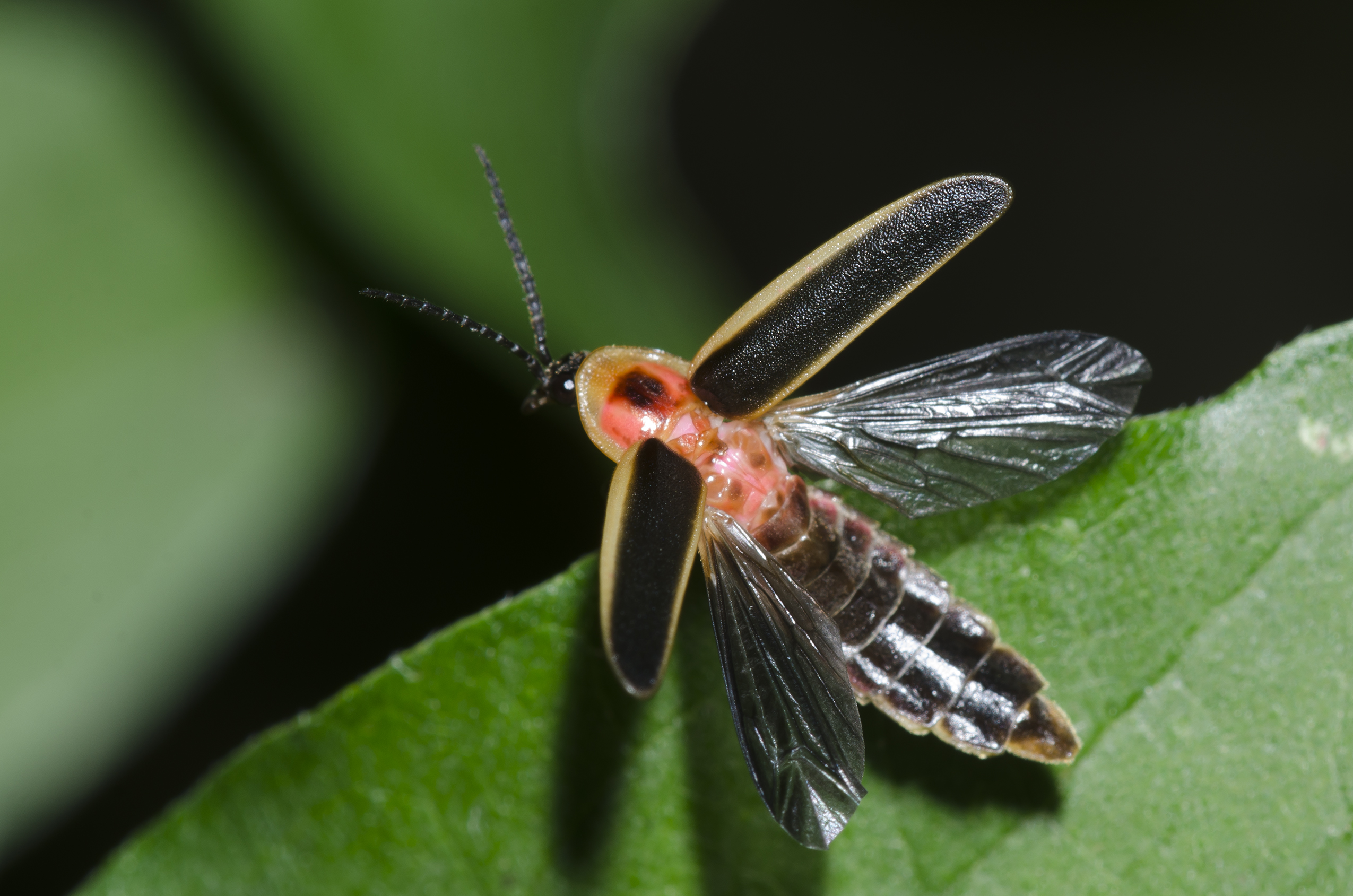 An adult firefly opens its wings and prepares to take off from a leaf.