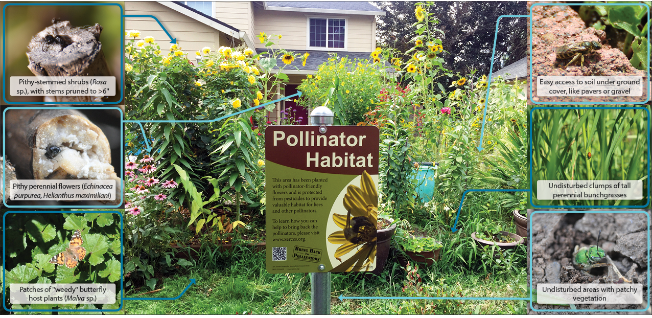 A graphic that shows a summer garden full of flowers, and inset images of how bees and butterflies might use different parts of the garden to nest, lay eggs, and shelter