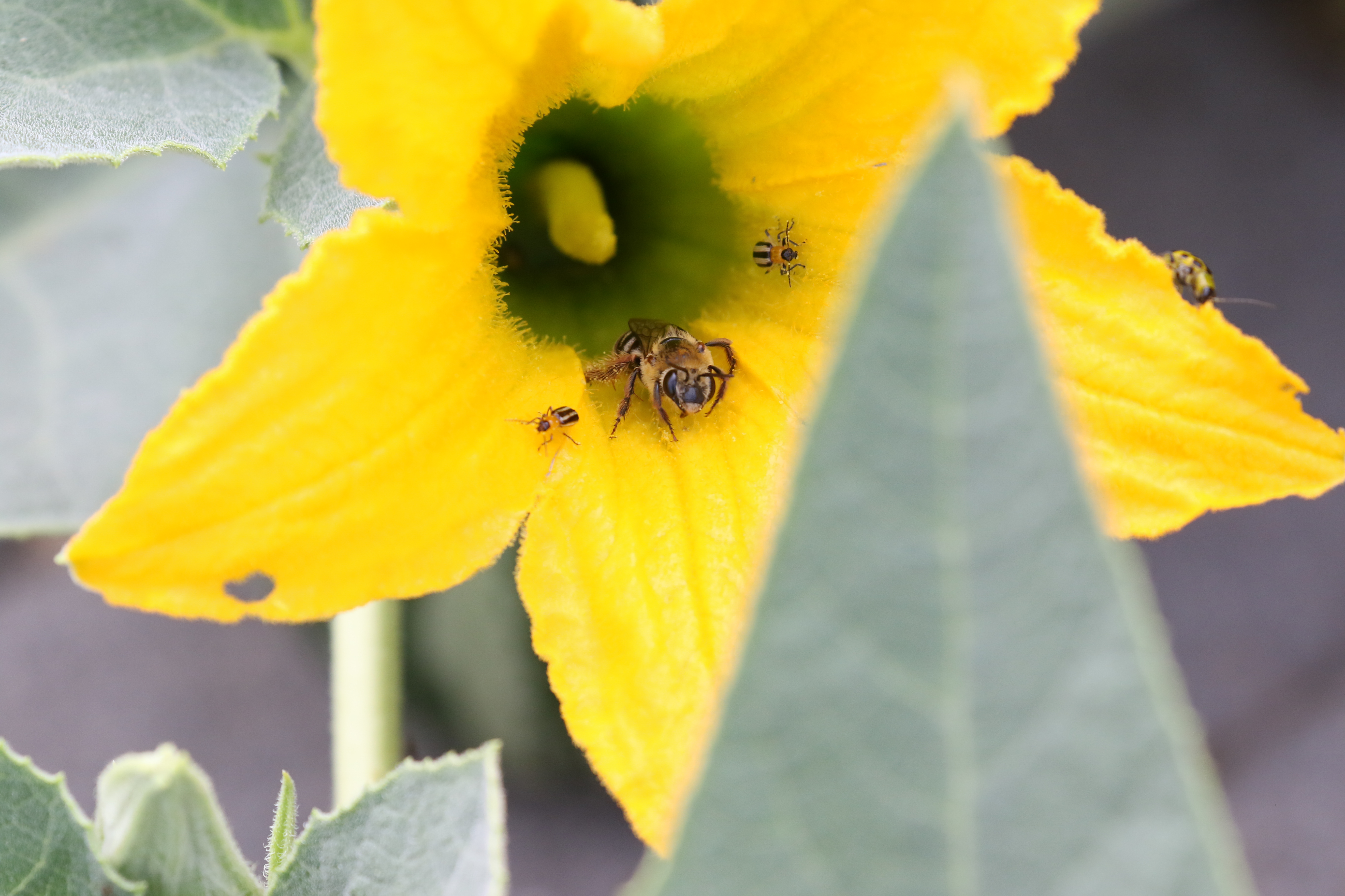 Multiple small bees dot a bright yellow squash flower.