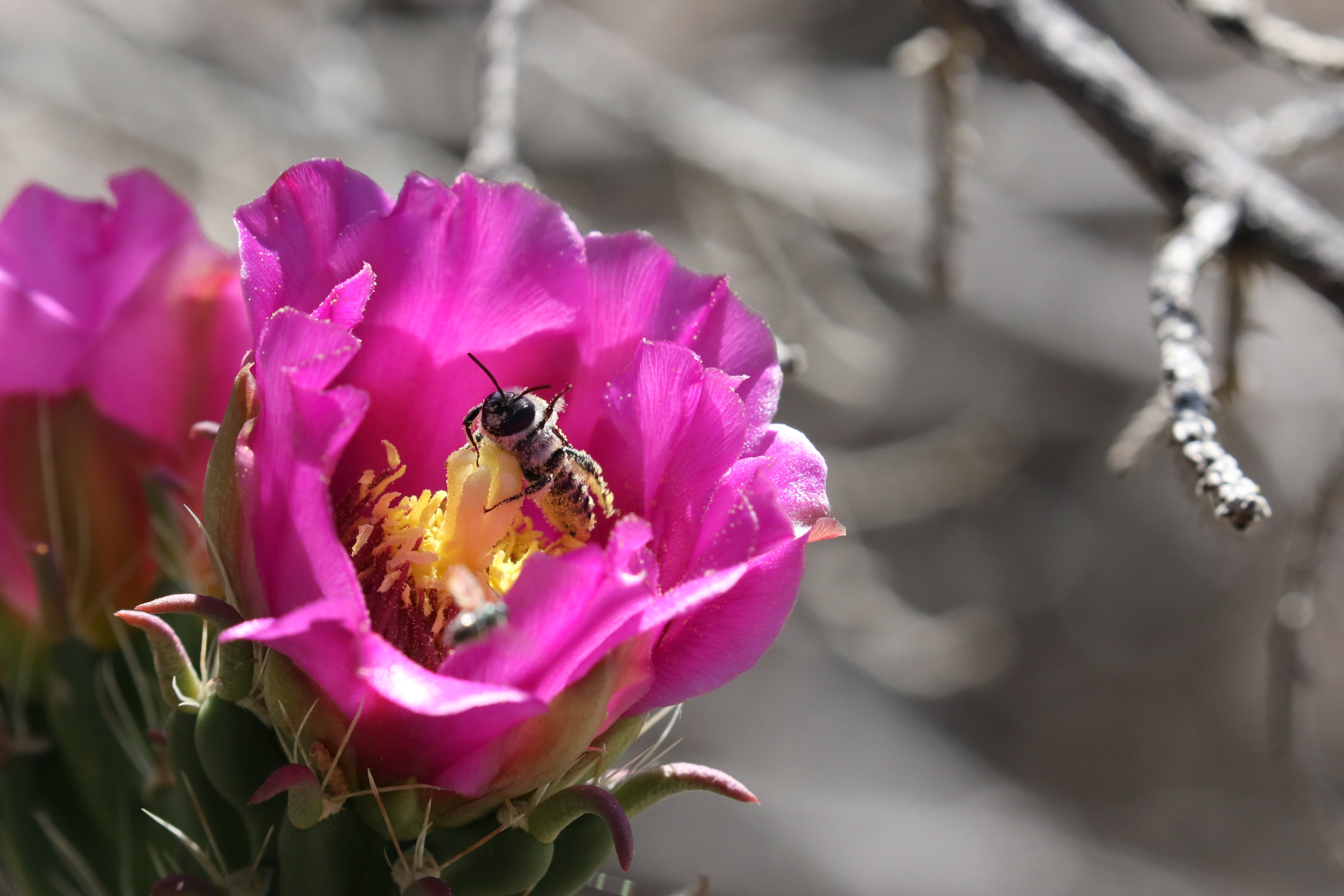 A small bee peers out of the center of a large, pink cactus flower, which is somewhat shaped like a cup.