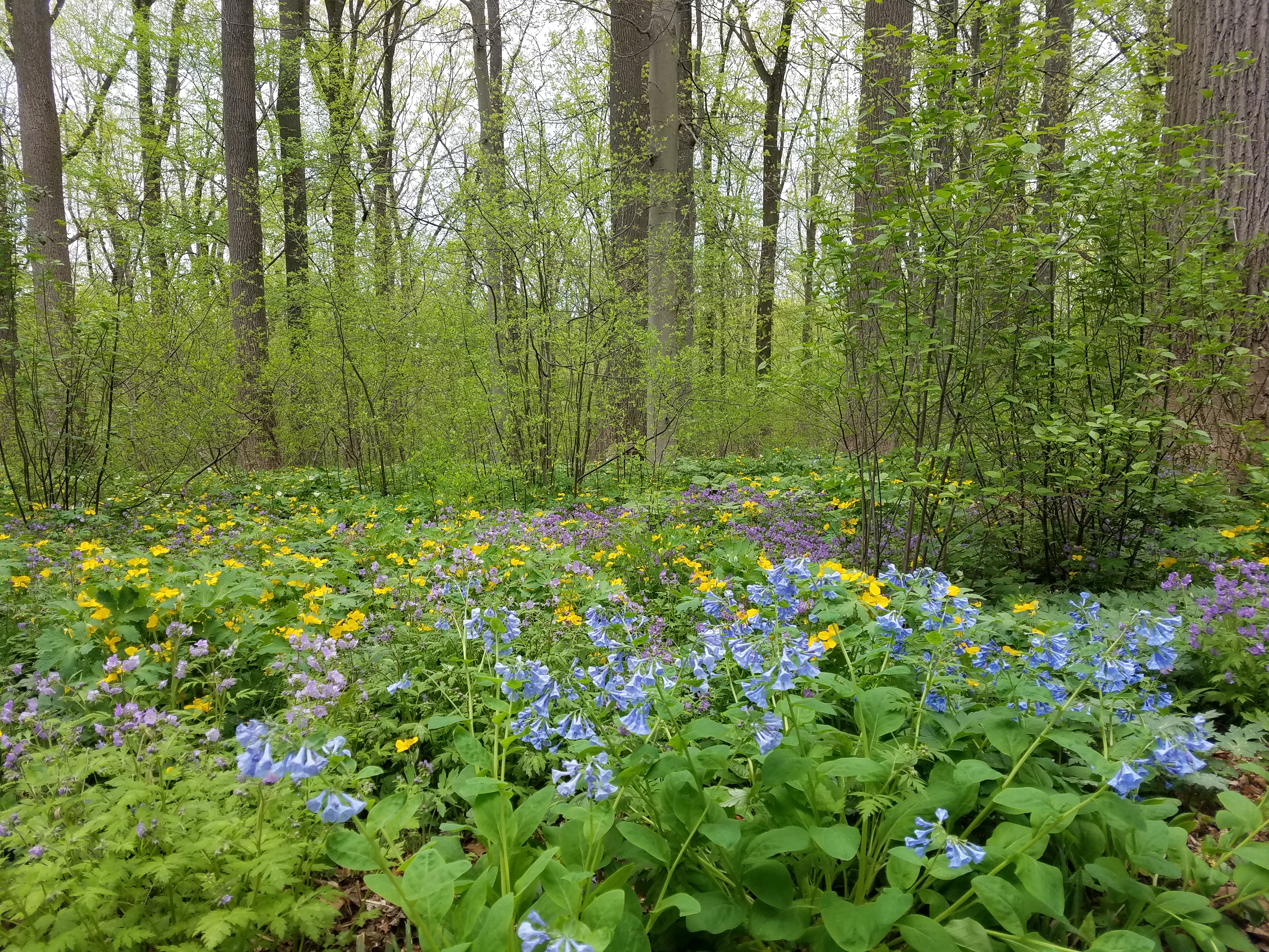 Spring wildflowers in blue, yellow, and purple bloom on the forest floor.