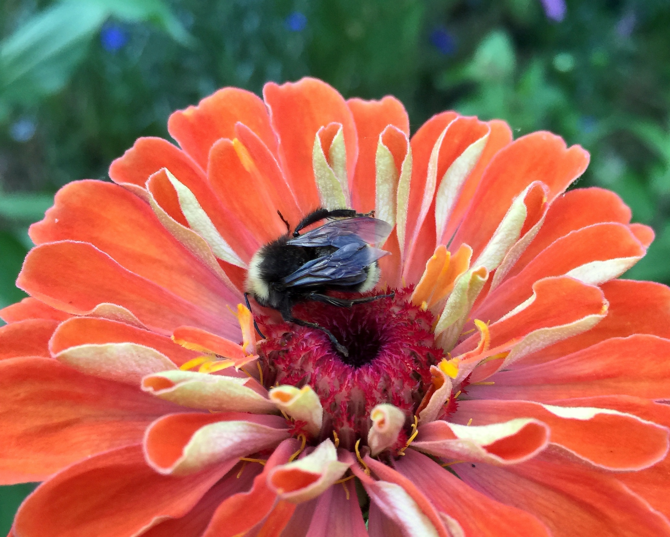 A fuzzy, dark bee is sprawled across a bright orange-pink flower.