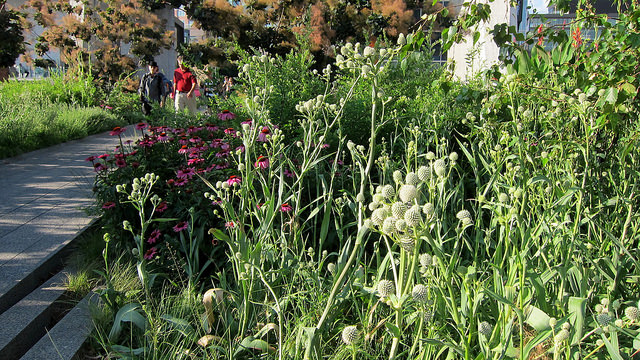 rattlesnake master