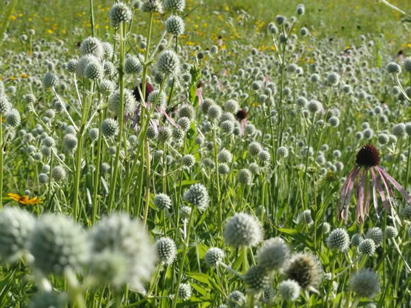 rattlesnake master prairie moon