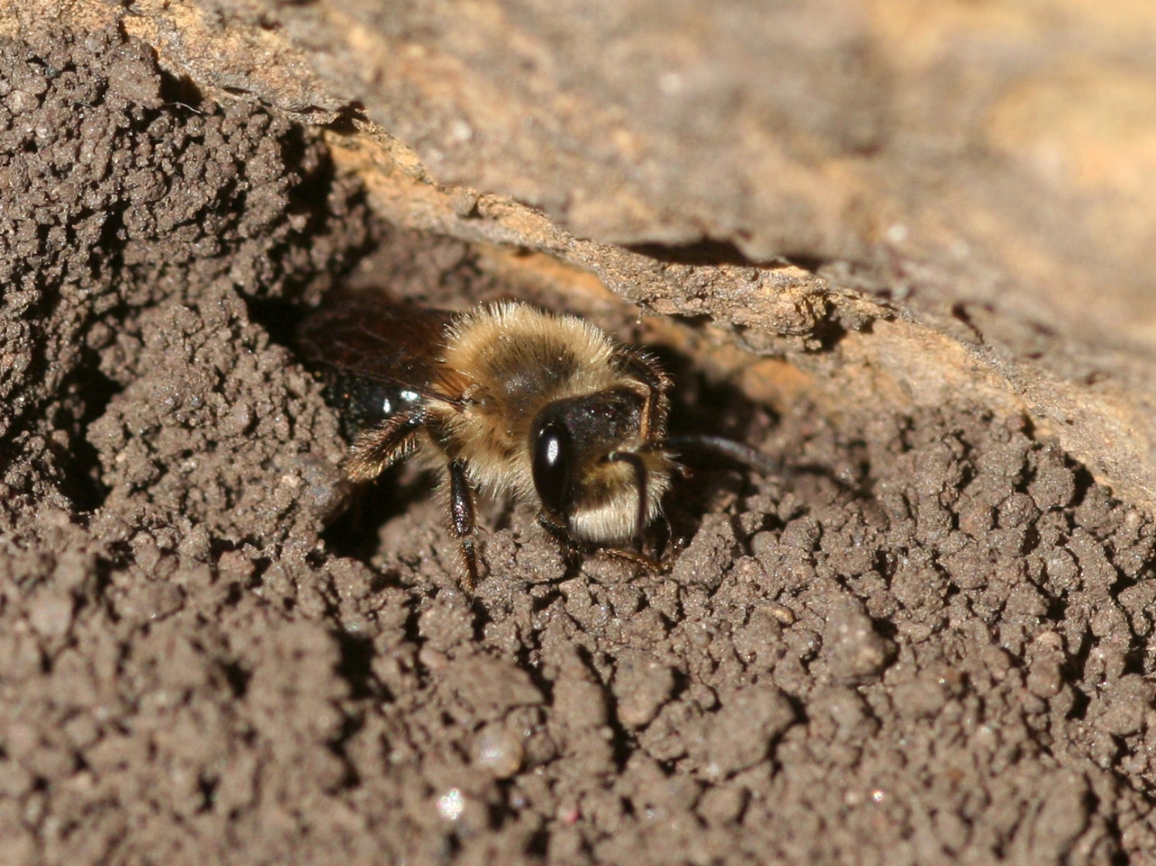 honey bees nest