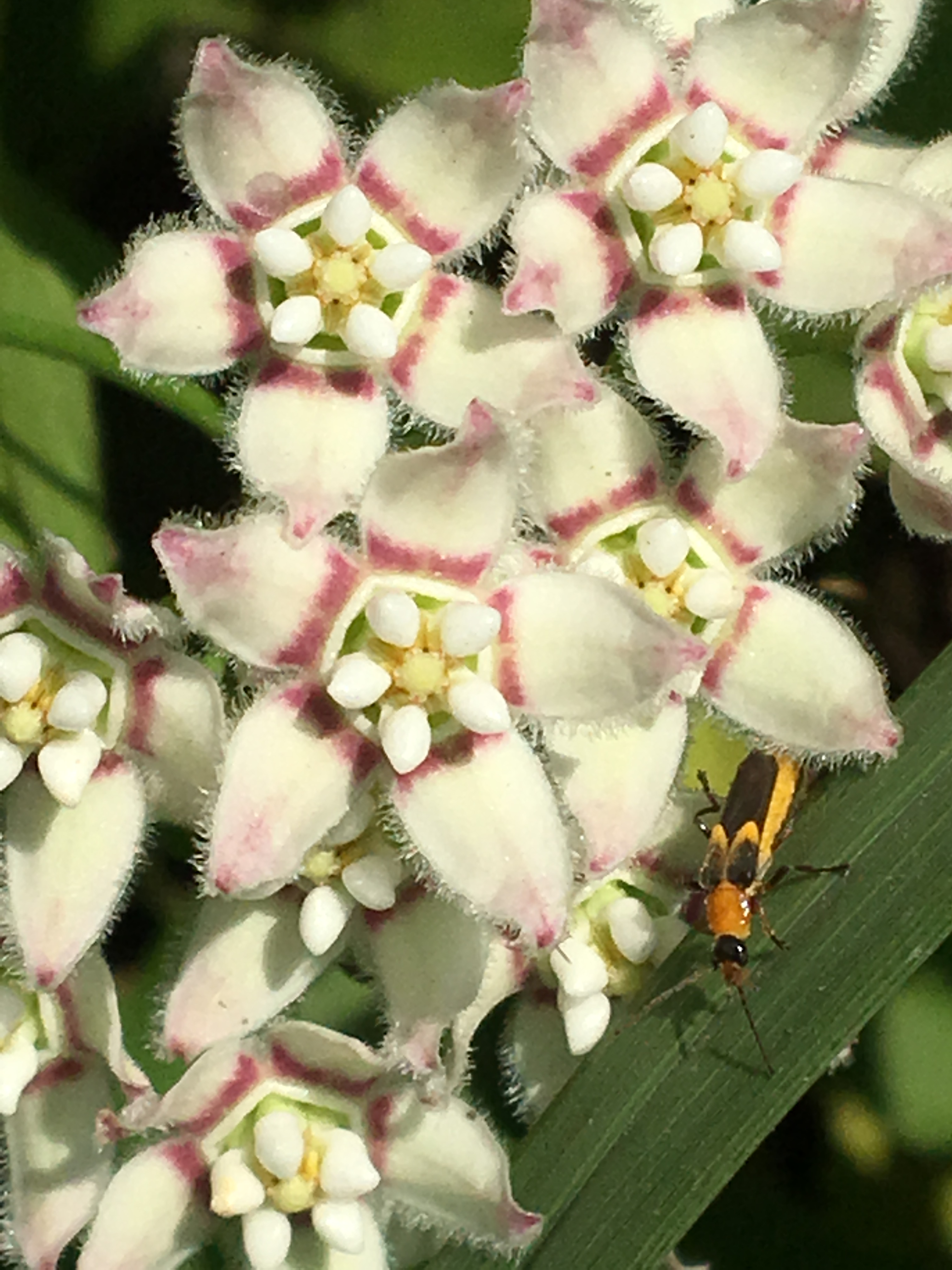 Beautiful, multi-layered, white and pink blossoms have an unusual look. Perched on one of the plant's leaves is an orange beetle.