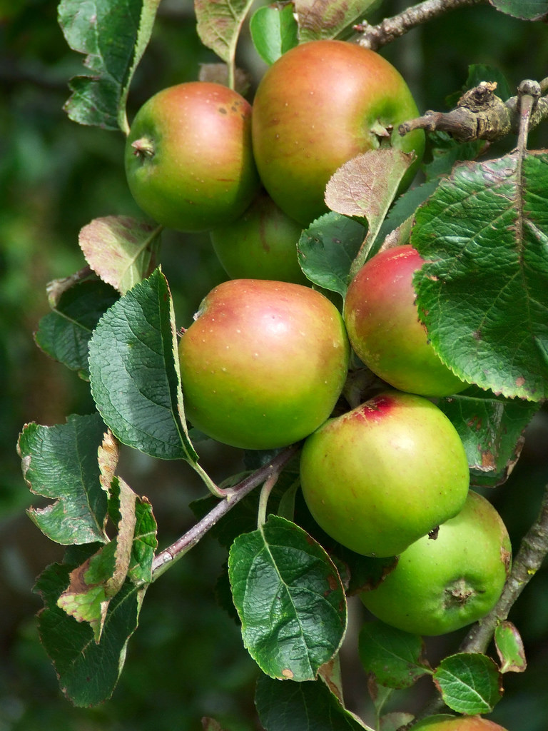 Red-and-green apples are clustered on a branch.