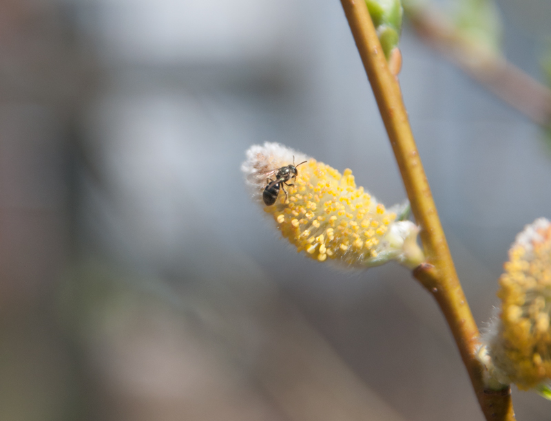 bee on pussy willow